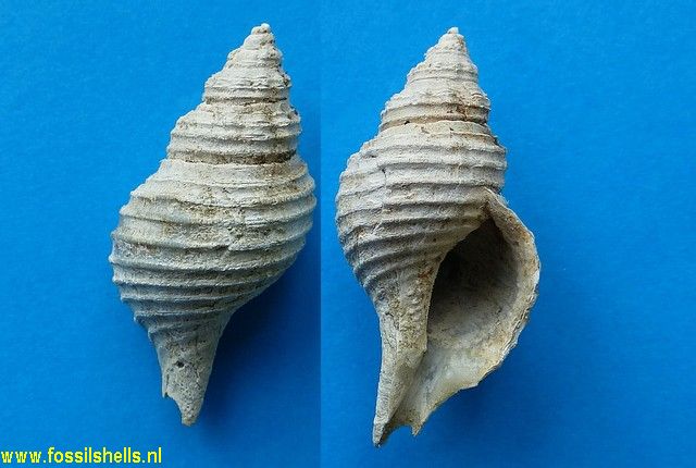 Aenator benthicola