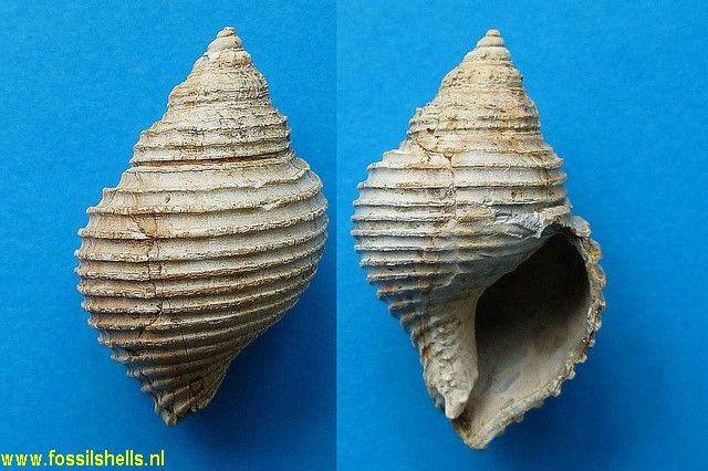 Aenator recens