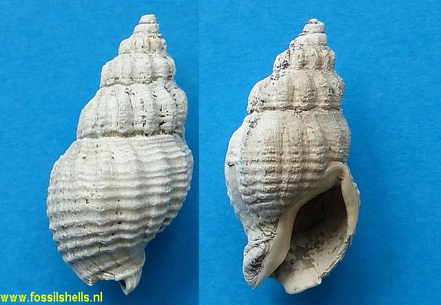 Cominella hamiltoni