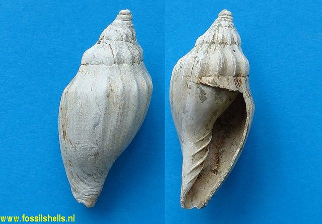 Pachymelon smithi