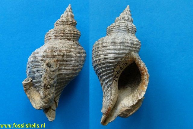 Penion sulcatus