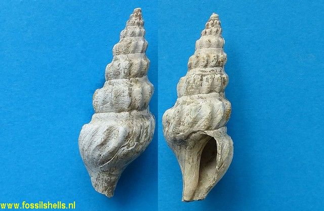 Comitas oinokeana