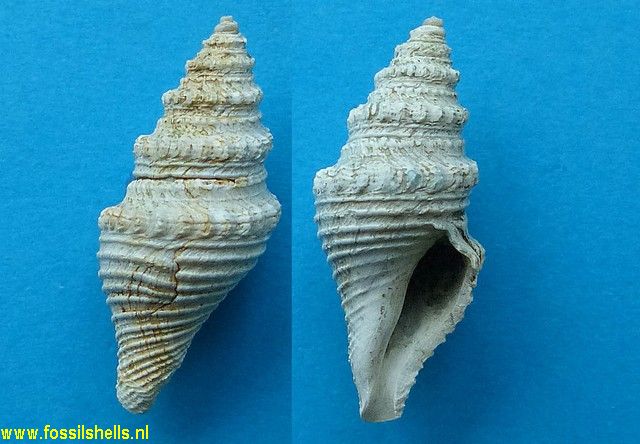 Bathytoma finlayi