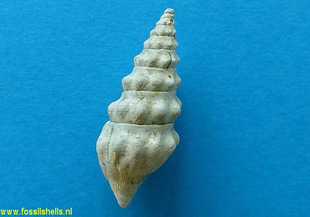 Poirieria zelandica