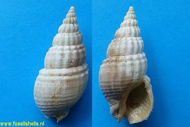 Cominella nassoides