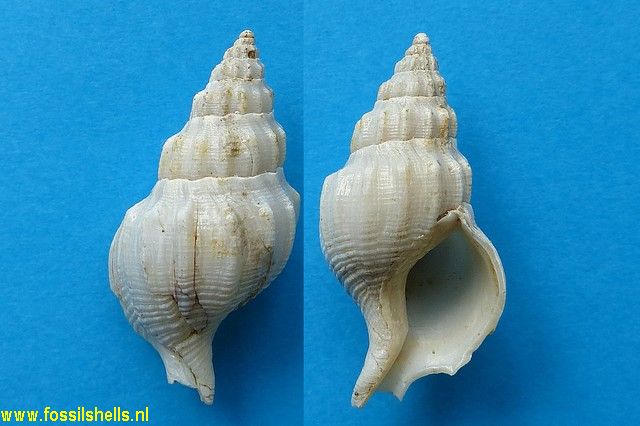 Cominella excoriata