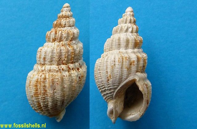Cominella species