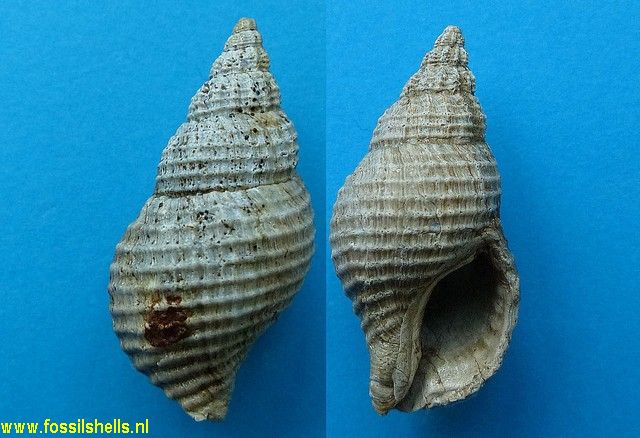 Buccinulum pertinax