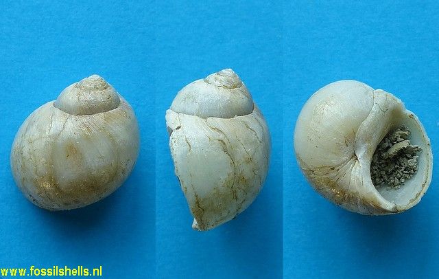 Falsilunatia superperforata