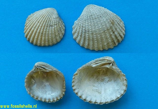 Venericardia purpurata