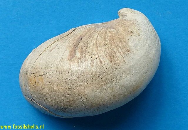 Crepidula species