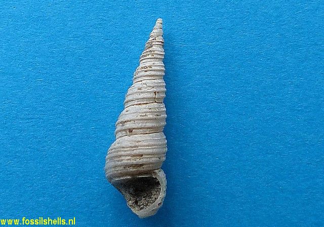 Zeacolpus symmetricus