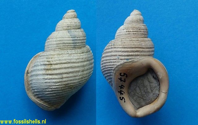 Pelicaria convexa