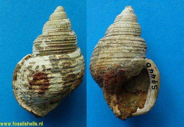 Pelicaria rugosa