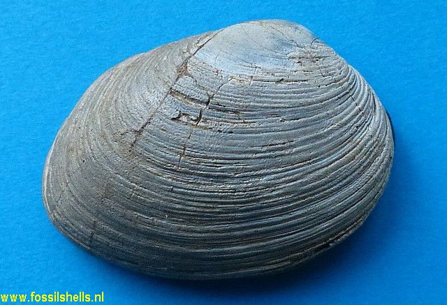 Venerupis largillierti