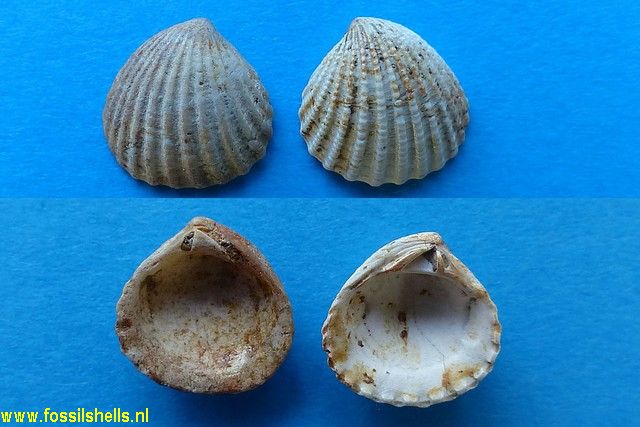 Pleuromeris species