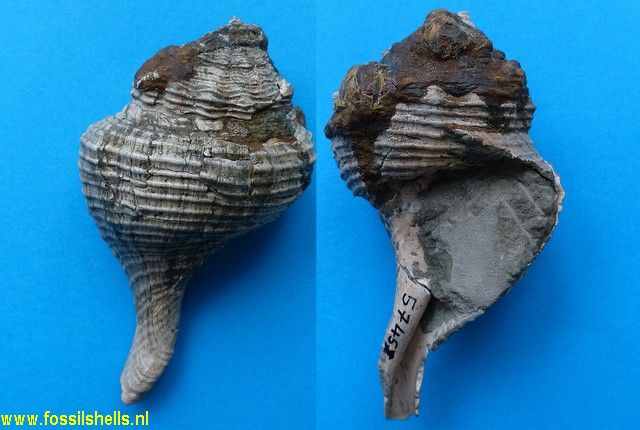Falsicolus orientalis