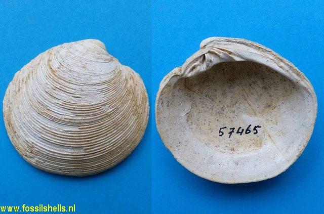Dosinia sodalis