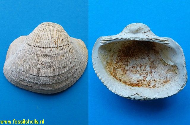 Cucullaea species