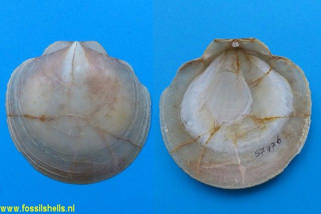 Lentipecten hochstetteri