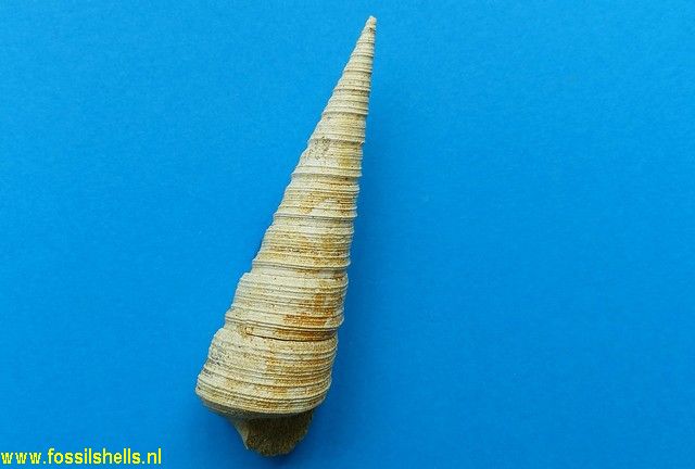 Zeacolpus pukeuriensis