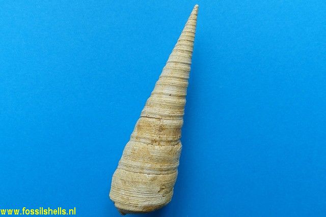 Tropicolpus abscisus