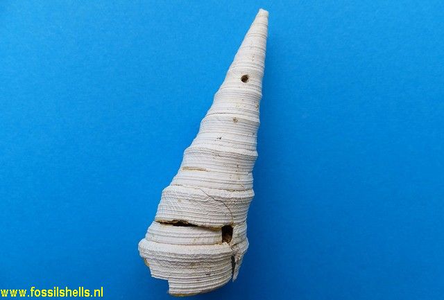 Tropicolpus healyi