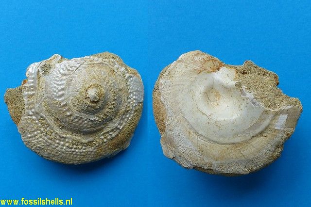Guildfordia species novum