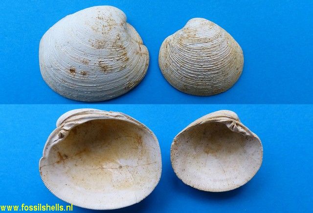 Kuia vellicata