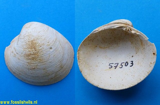 Veneroidea species