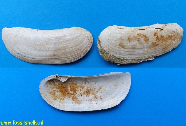 Zenatia species