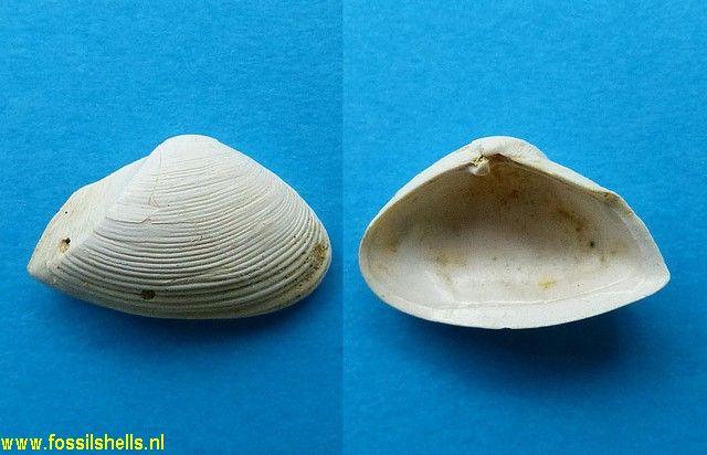 Corbula species