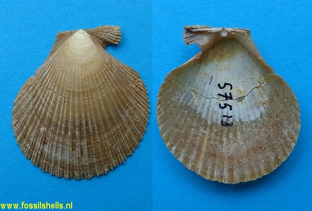 Chlamys chathamensis