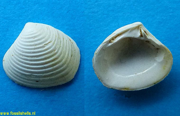 Crassatella species