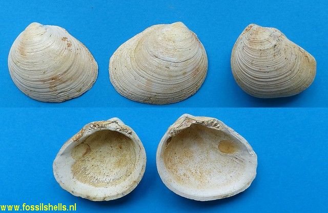 Limopsis zealandica