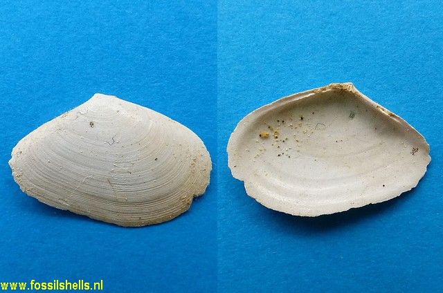 Tellina species