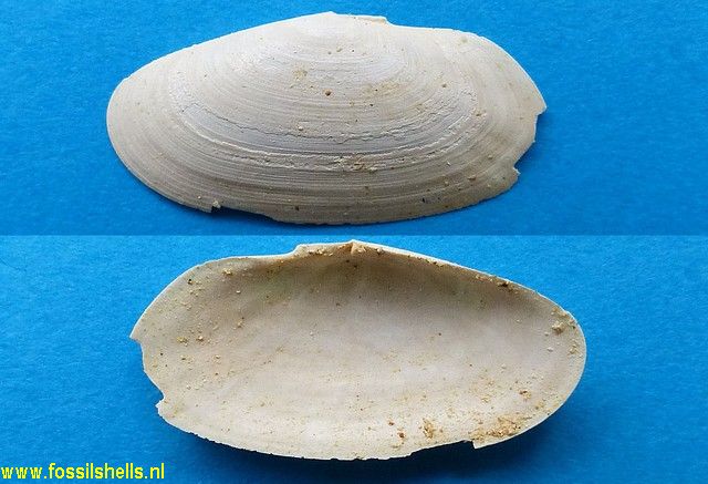 Soletellina species