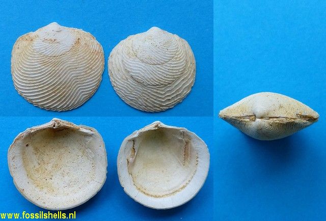 Divaricella huttoniana