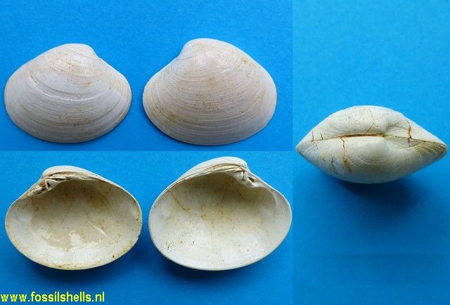 Notocallista watti