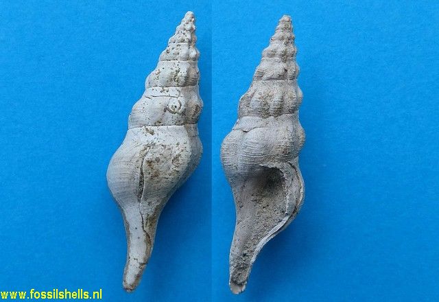 Comitas species