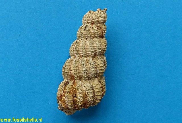 Cirsotrema lyratum