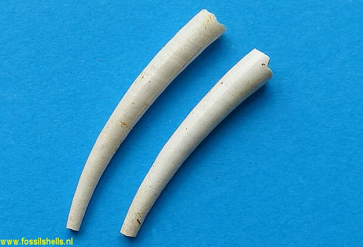 Teredo species
