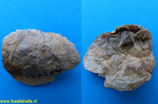 Anomia species