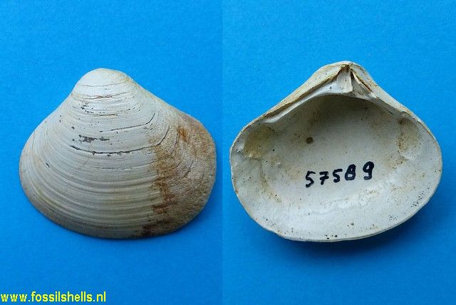 Crassatella species