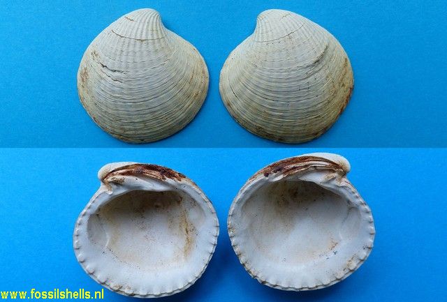 Cyclocardia species