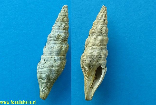 Crassispira species