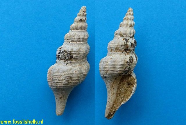 Comitas species