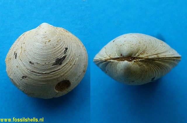 Diplodonta species