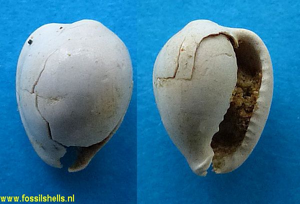 Mesoginella harrisi