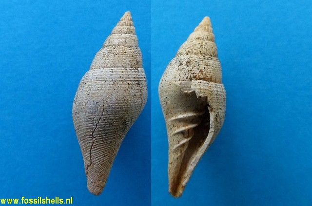 Eumitra nitens